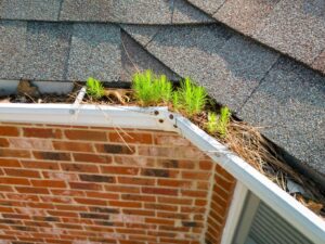 Read more about the article Why You Should Clean Your Gutters in September